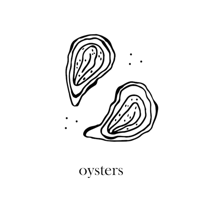 Vector vector illustration of fresh oysters in shells seafood handdrawn illustration