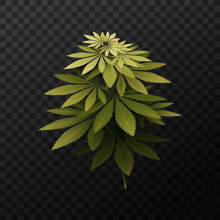 Vector illustration of green cannabis bush isolated on transparent background