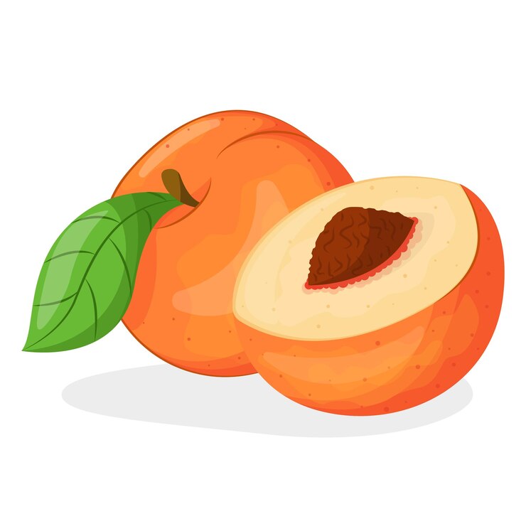 Vector vector illustration of peach isolated on white background, peach with leaves, half of peach, piece