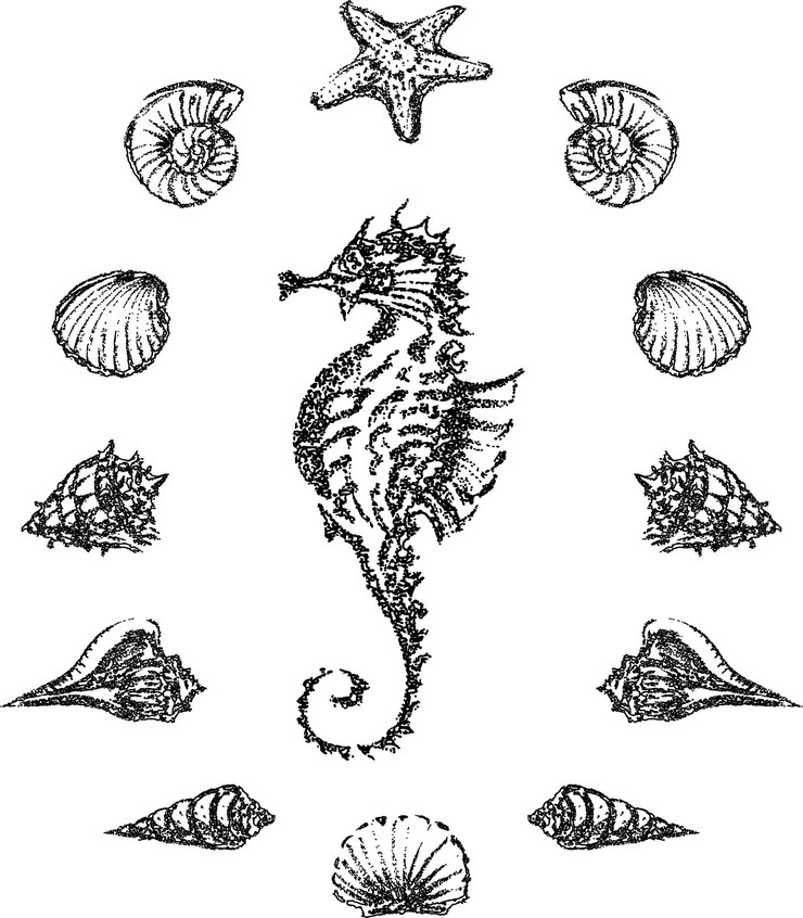 Vector vector image of outlines various sea shells around seahorse