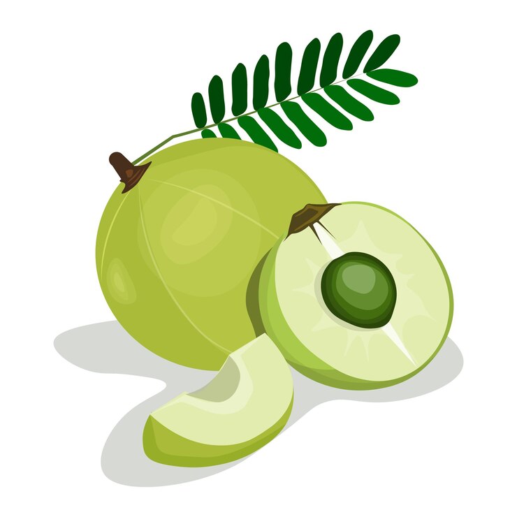 Vector of Indian gooseberry Amla with leaf seed and half vector illustration