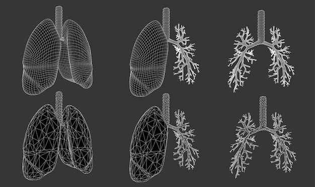 Vector set 3D lungs and bronchus Isolated on white background Element for medical design