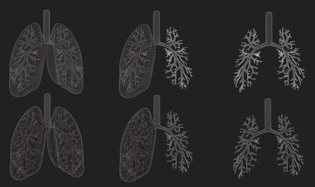 Vector set 3D lungs and bronchus Isolated on white background Element for medical design