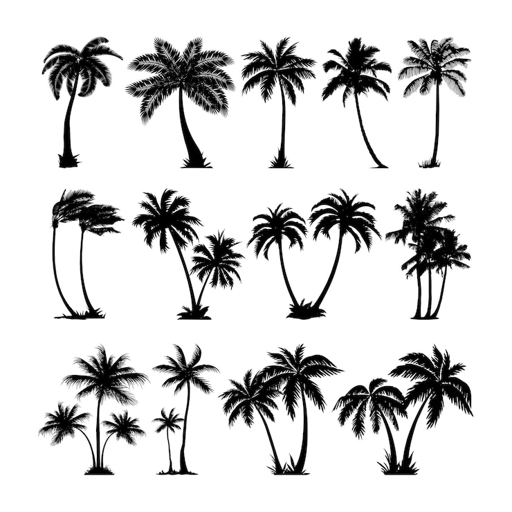 Vector vector set silhouette of a palm tree