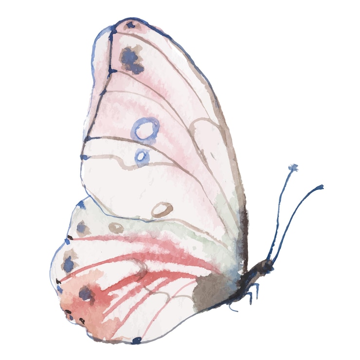 Vector Watercolor painted butterfly Hand drawn design elements isolated on white background