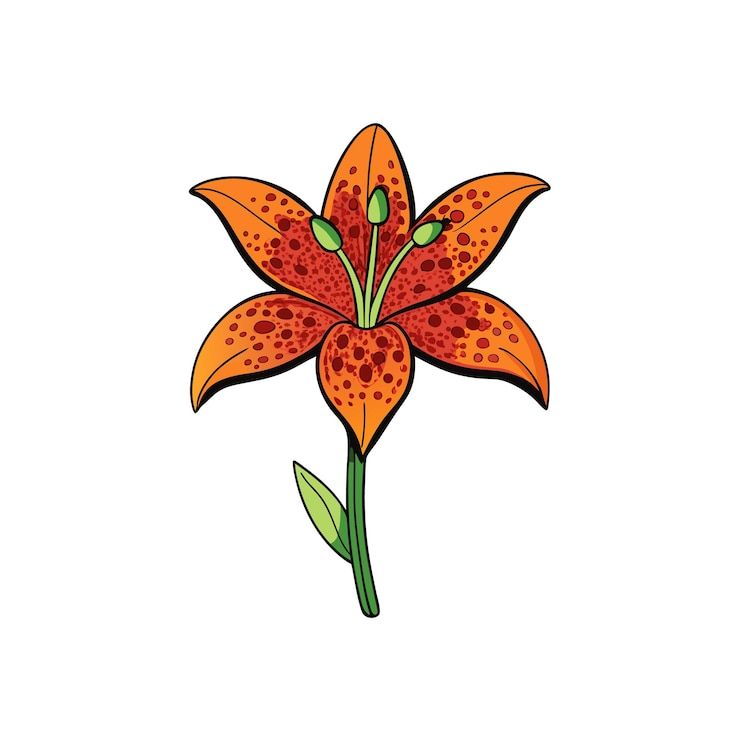 Vector vibrant orange lily bloom