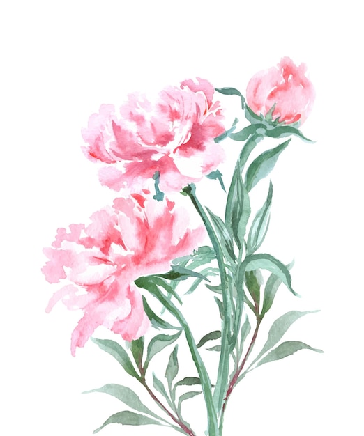 watercolor blooming peonies spring or summer design for invitation, wedding or greeting cards.