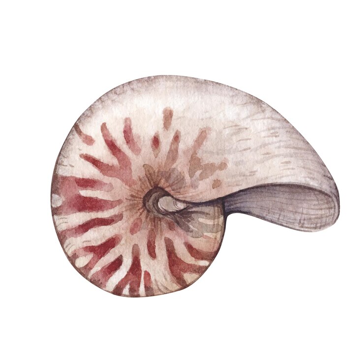 Vector watercolor illustration with nautilus shell isolated on white