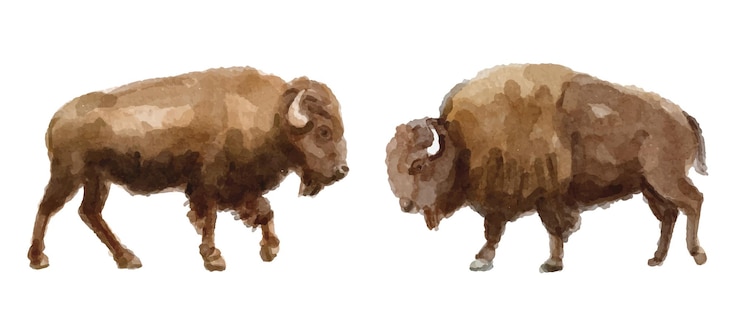 Vector watercolor set with bison for logo invitations and more