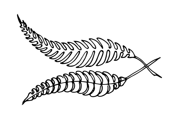 Vector wheat grain ear nature bread one single continuous art line drawing linear sketch of wheat rice corn oat ear and grain outline spica plant for agriculture cereal products bakery vector