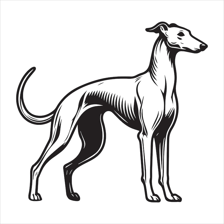 Vector whippet dog line drawing vector illustration