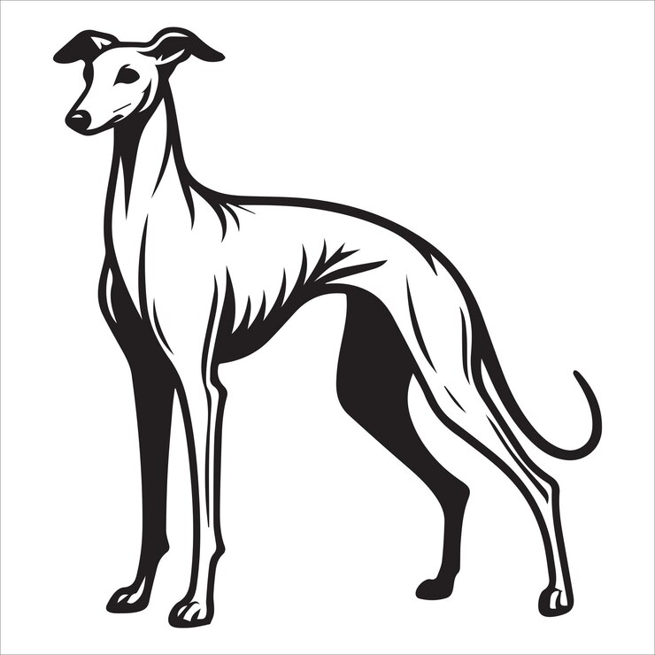 Vector whippet dog line drawing vector illustration