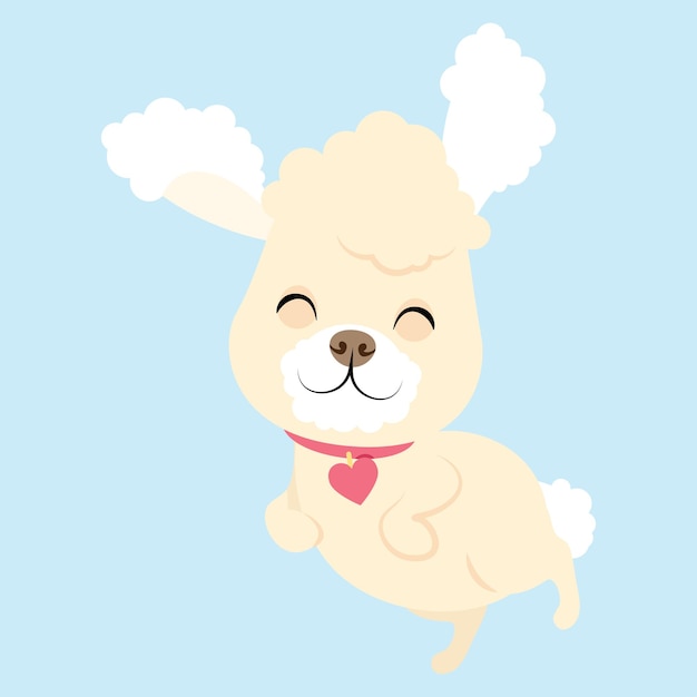 White curly little cute poodle