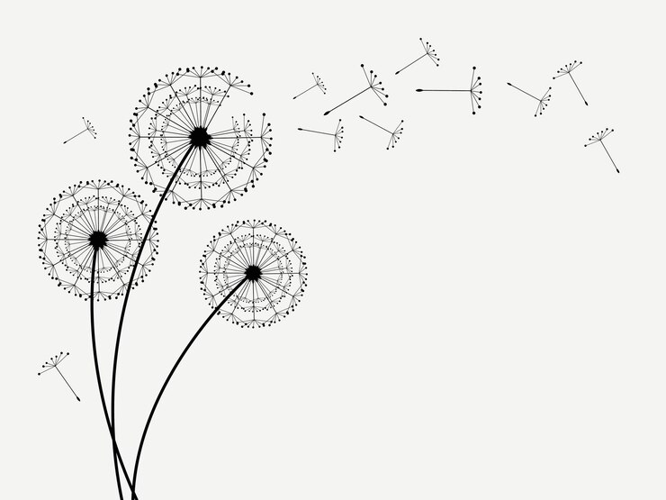 Vector wild flower dandelion in a vector style isolated