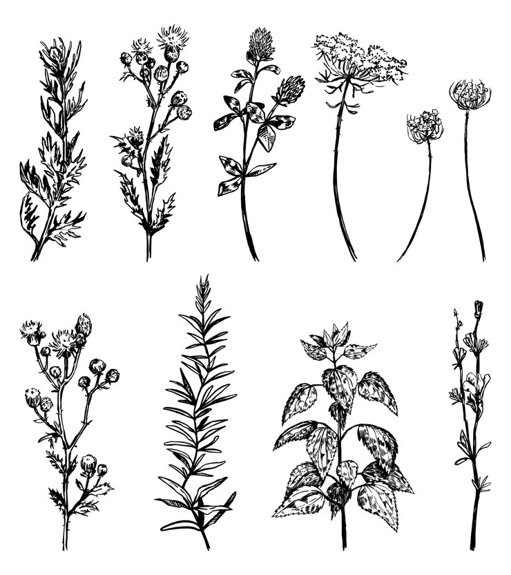 Vector wild plants collection retro ink sketches of weeds thistle nettle clover chicory flower hand drawn vector illustration set botanical cliparts isolated on white background