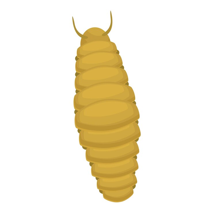 Vector wireworm larvae with segmented body isolated on white background