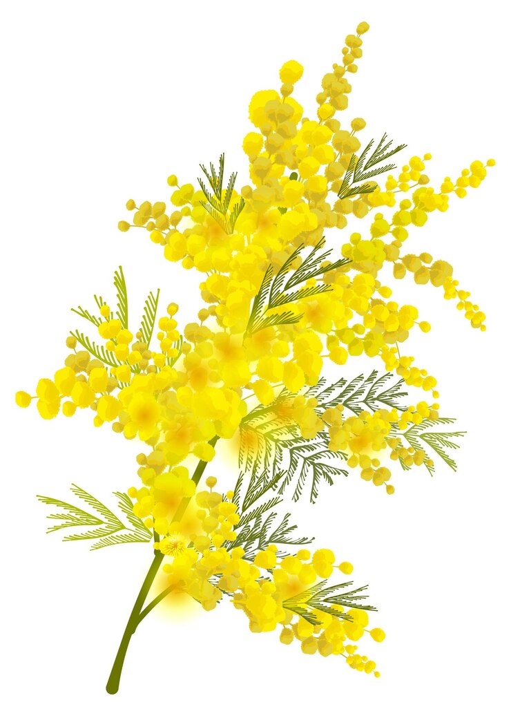 Yellow mimosa branch flower symbol women day isolated on white
