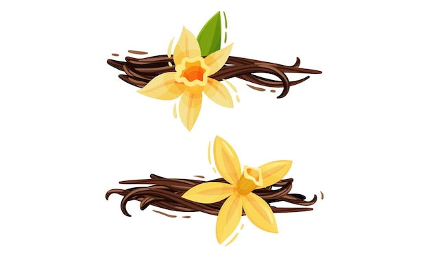 yellow vanilla or vanilla orchid flower with dried pods vector set