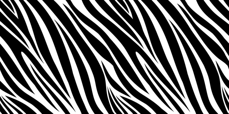 Vector zebra skin pattern. animal print, black and white stripes background
