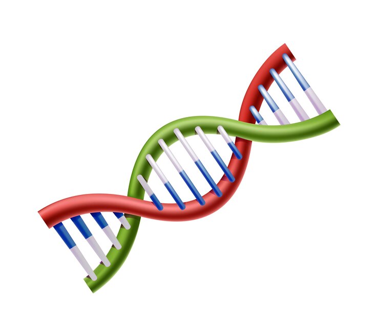 Kostenlose Vektor 3d realistisches vektorsymbol von dna.
