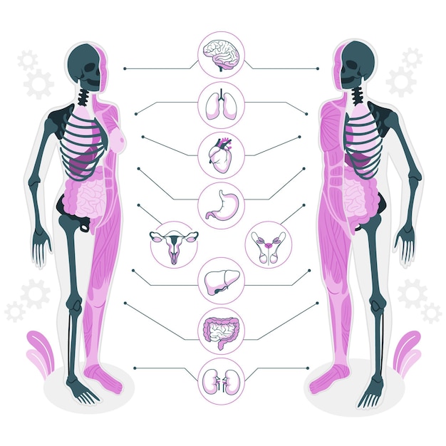 Abbildung des konzepts der körperanatomie