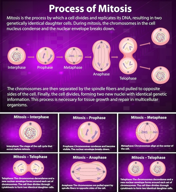 Kostenloser Vektor ablauf der mitosephasen mit erläuterungen