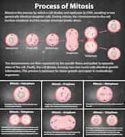 Kostenloser Vektor ablauf der mitosephasen mit erläuterungen
