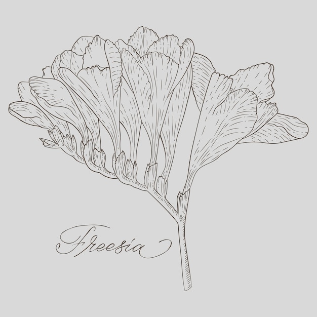 Abstrakte Linienkunst der Freesia-Blume mit Farbflecken Freesia-Konturzeichnung Minimale Blumenillustration