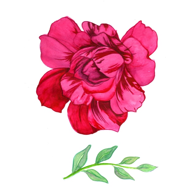 Abstraktes Blumen-Blatt-Element-Rosa-Grün-Aquarell-Hintergrund-Illustrations-hohe Auflösung Kostenloses Foto