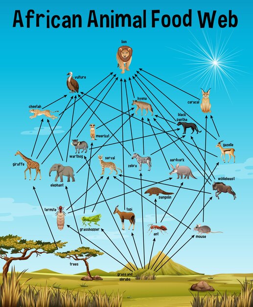 African Animal Food Web für Bildung