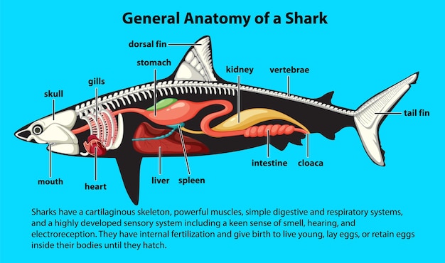 Kostenloser Vektor allgemeine anatomie eines hai-diagramms