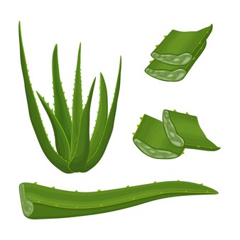 Aloe-bild der grünen heilpflanze aloe vera aloe-blätter in der abschnittsvektorillustration