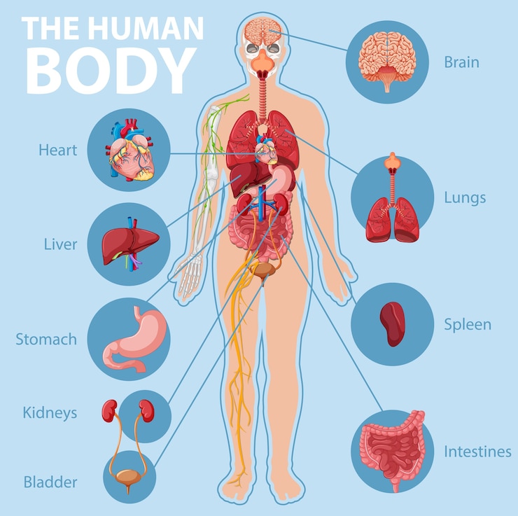Kostenlose Vektor anatomie der infografik zur information des menschlichen körpers