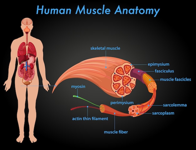 Kostenloser Vektor anatomie der menschlichen muskeln