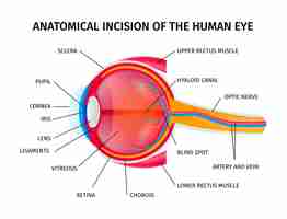 Kostenloser Vektor anatomie des menschlichen augapfels