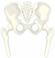 Kostenloser Vektor anatomie des menschlichen beckens auf weißem hintergrund