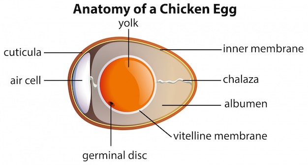 Kostenloser Vektor anatomie eines hühnerei