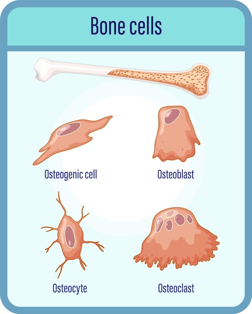 Kostenloser Vektor anatomie menschlicher knochenzellen