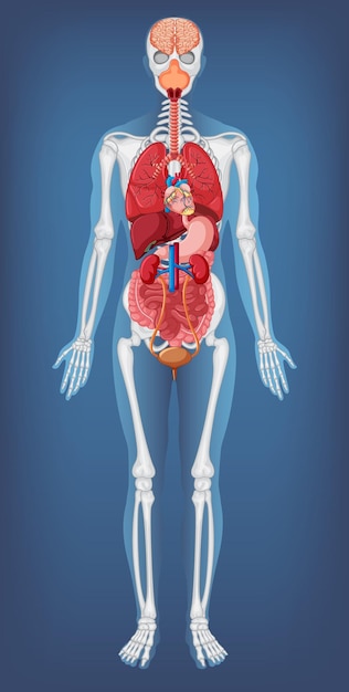 Anatomische struktur des menschlichen körpers