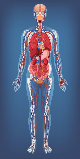 Anatomische Struktur des menschlichen Körpers