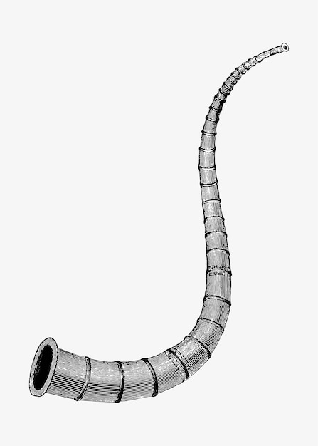 Kostenloser Vektor antikes kriegshorn