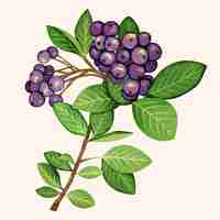 Kostenloser Vektor aquarell-aronia-illustration