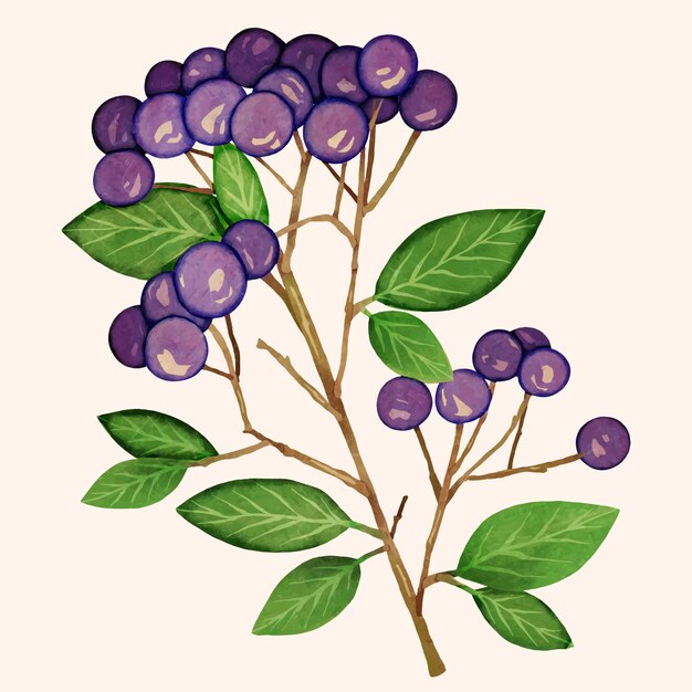 Kostenloser Vektor aquarell-aronia-illustration