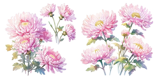 Kostenloser Vektor aquarell-chrysanthemum-klipart