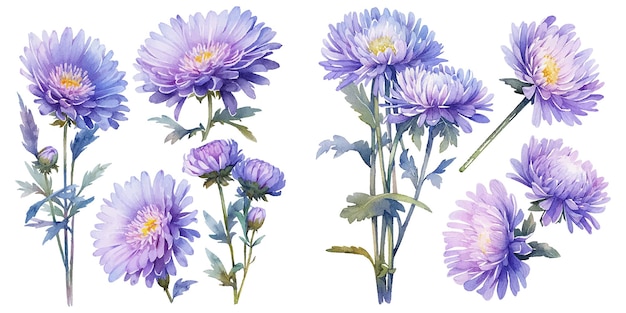 Kostenloser Vektor aquarell-chrysanthemum-klipart