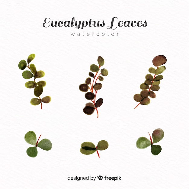 Aquarell eukalyptusblätter eingestellt
