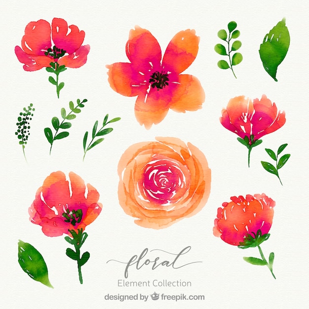 Aquarell floral Elementsammlung