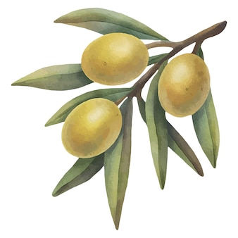 Aquarell gelber olivenzweig