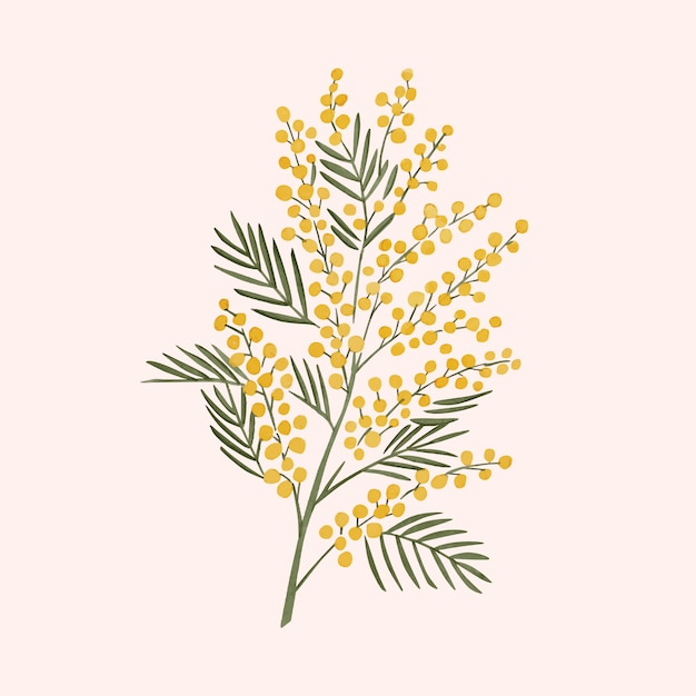 Aquarell-mimosen-illustration
