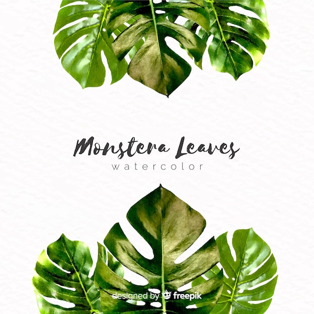 Kostenloser Vektor aquarell monstera blätter